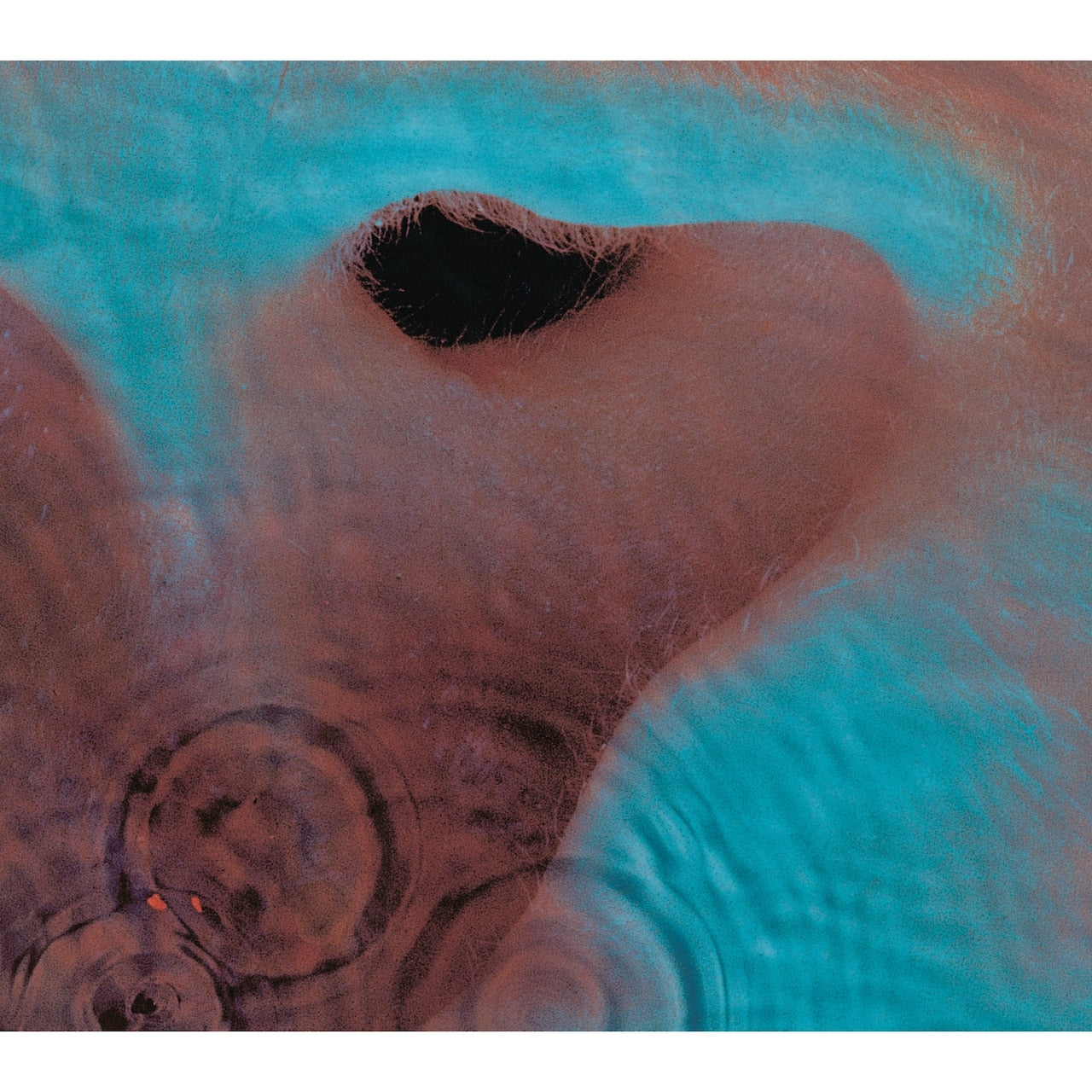 Meddle by Pink Floyd (1 LP) | Indigo