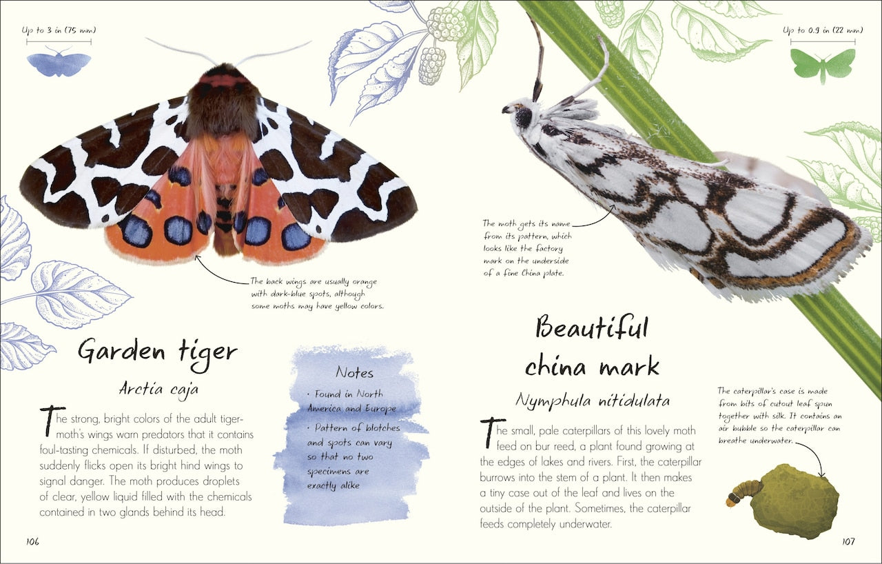 An Anthology of Butterflies and Moths: A Collection of Butterflies
