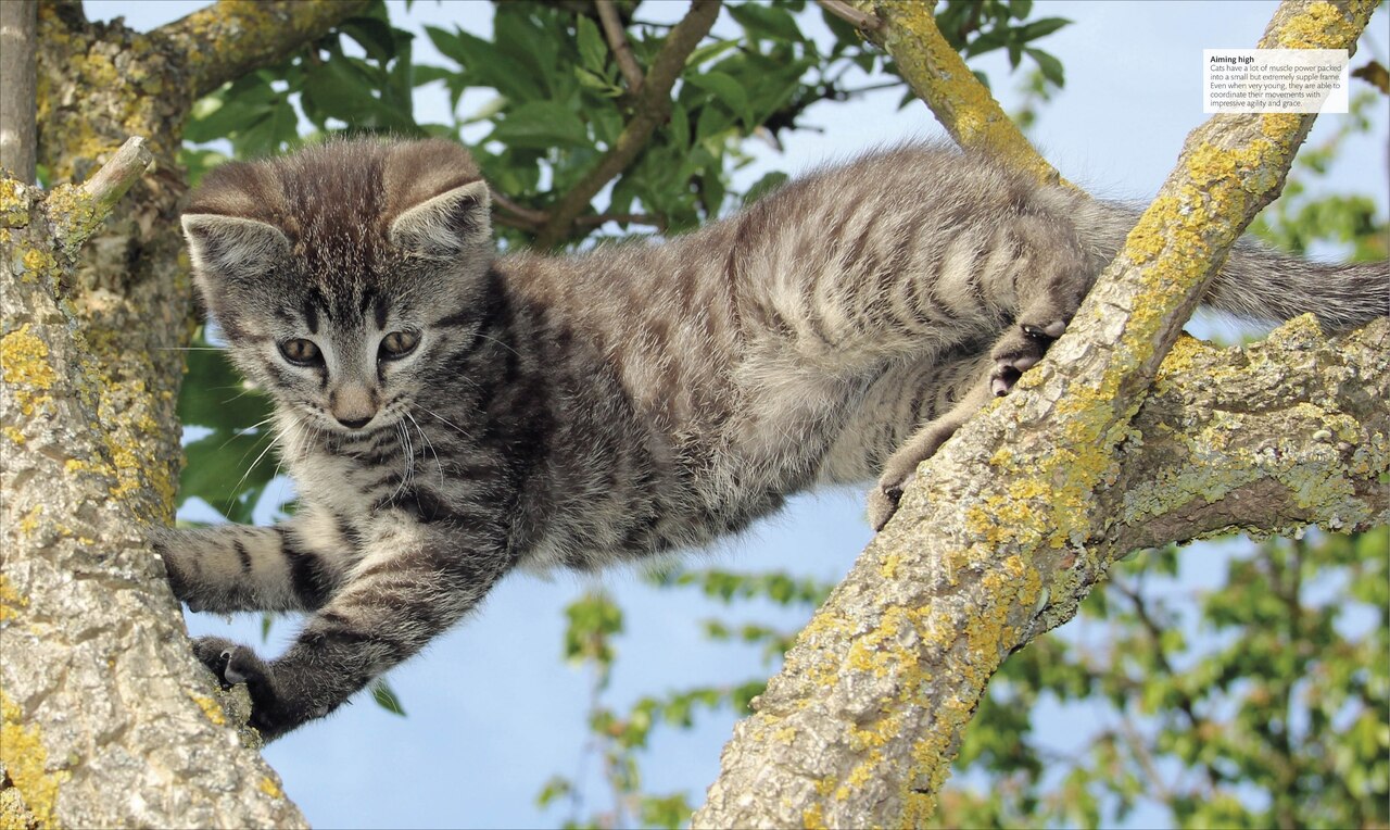 The Cat Encyclopedia: The Definitive Visual Guide by Dk